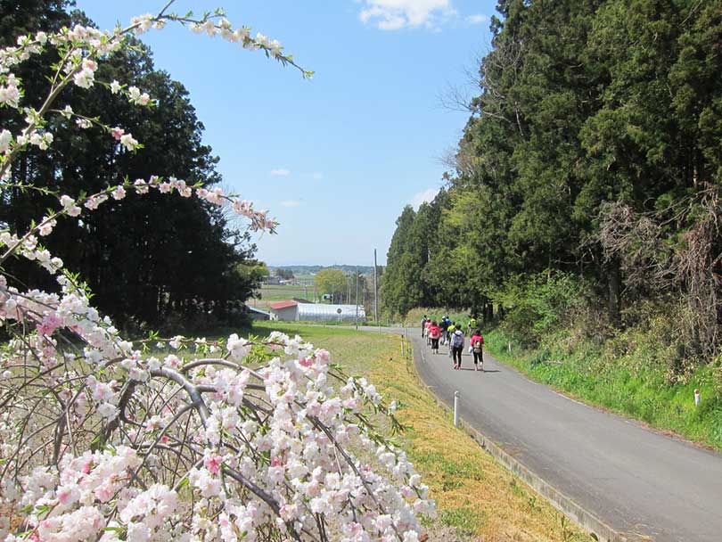 桜のそばを走り抜けるランナーの画像